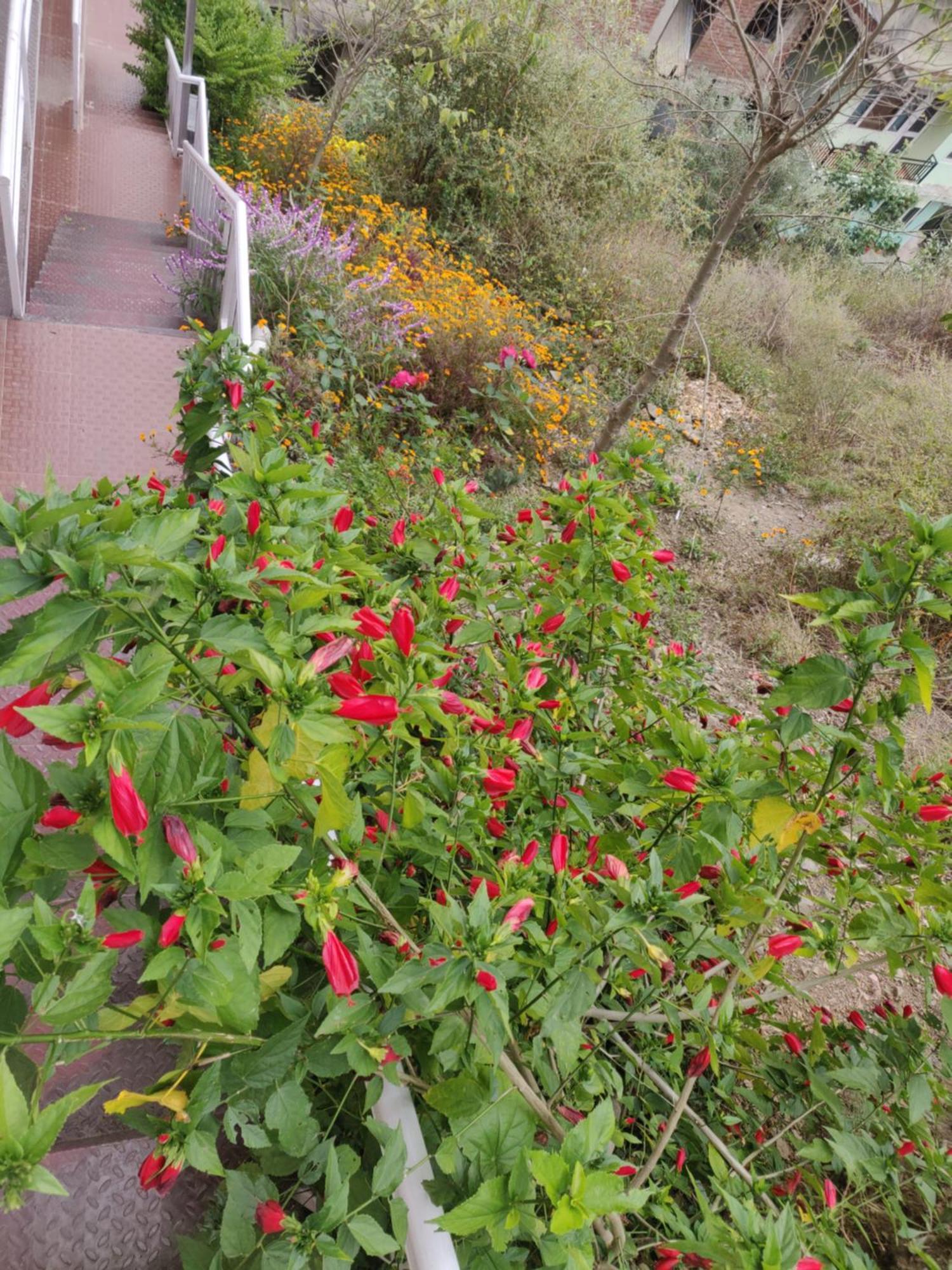 Vatsalyam Home Stay Shimla Exterior foto